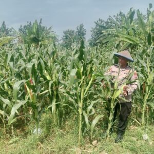 Polri Dukung Astacita, Polsek Jenu Polres Tuban jagung milik Warga di Desa Socorejo