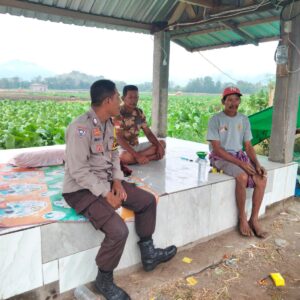Bhabinkamtibmas Polsek Hu’u Edukasi Petani Tembakau untuk Dukung Ketahanan Pangan dan Peningkatan Hasil Pertanian