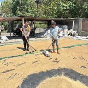 Dukung Ketahanan Pangan, Bhabinkamtibmas Desa Rhee Loka Sambangi Petani yang Sedang Menjemur Padi