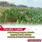 Turun ke Pematang, Polsek Jatirogo Kawal Jagung Warga Desa Ketodan Demi Astacita