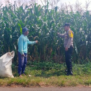 Sambang Petani Jagung, Kanit Binmas Dukung Ketahanan Pangan Nasional