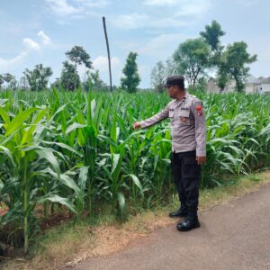 Polri Dukung Astacita, Polsek Palang Polres Tuban jagung milik Warga di Desa Tegalbang