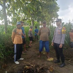 Polsek Tambakboyo Polres Tuban Turun Cek Tanaman jagung Warga di Desa Mander