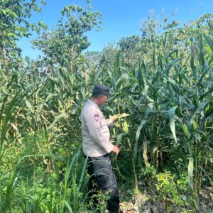 Polri Dukung Astacita, Polsek Jenu Polres Tuban jagung milik Warga di Desa Jenu