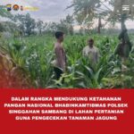 Polsek Singgahan Polres Tuban Turun Cek Tanaman jagung Warga di Desa Saringembat