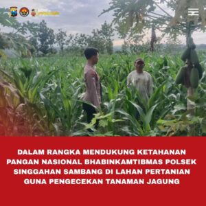 Polsek Singgahan Polres Tuban Turun Cek Tanaman jagung Warga di Desa Saringembat