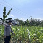 Dalam rangka Dukung Program Astacita, Bhabinkamtibmas Desa Sembung Polsek Parengan Polres Tuban sambang lokasi Tanaman Jagung di Desa Sembung Kec. Parengan Kab. Tuban
