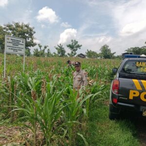 Polri Dukung Astacita, Polsek Semanding Polres Tuban Turun Cek Tanaman jagung milik Warga di Desa Semanding