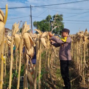 *AIPTU CUCUK SUMULYONO DAMPINGI KADES NGAMPELREJO PANEN JAGUNG, WUJUD NYATA SINERGI POLRI DAN MASYARAKAT BANCAR*
