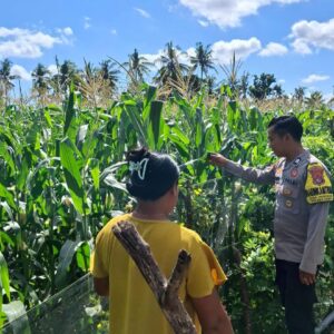 Bhabinkamtibmas Polsek Kempo Pantau Lahan Jagung Warga, Dukung Program Ketahanan Pangan Nasional