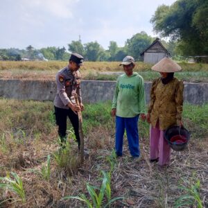 Bhabinkamtibmas Wanglukulon Polsek Senori Polres Tuban Dampingi Petani Jagung Tanam Benih, Wujudkan Ketahanan Pangan Nasional