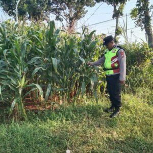 Polri Dukung Astacita, Polsek Jenu Polres Tuban jagung milik Warga di Desa Beji