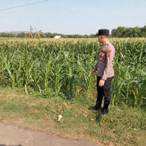 Polsek Montong Polres Tuban Turun Cek Tanaman jagung Warga di Desa Pakel