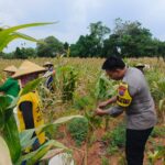 Wujud Kedekatan dengan Masyarakat, Bripda Dodi Eko Turun Ke Sawah Bantu Petani Panen Jagung di Bancar