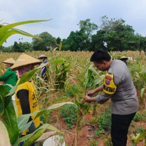 Wujud Kedekatan dengan Masyarakat, Bripda Dodi Eko Turun Ke Sawah Bantu Petani Panen Jagung di Bancar
