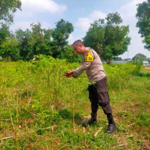 Polisi RW Polsek Tuban Monitoring Lahan Cabai Warga sebagai Wujud Dukungan Ketahanan Pangan