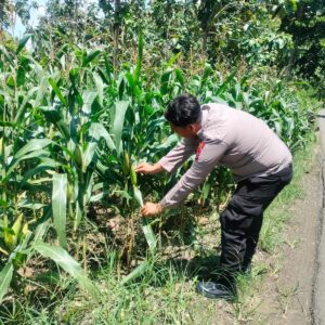 Polri Dukung Astacita, Polsek Palang Polres Tuban jagung milik Warga di Desa Pucangan