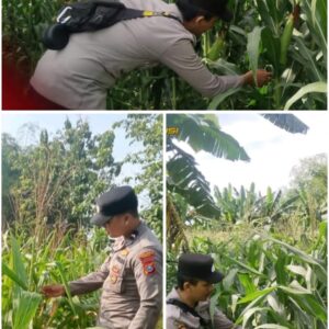 Polsek Soko polres Tuban Polda Jawa Timur Bergerak! Dukung Penuh Swasembada Pangan Presiden Prabowo Melalui Pendampingan Petani