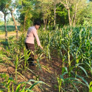 Polri Dukung Astacita, Polsek Merakurak Polres Tuban Turun Cek Tanaman Jagung Warga di Desa Tobo