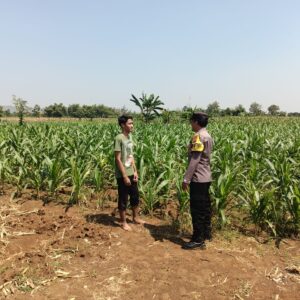 KDukung Program Asta Cita, Bhabinkamtibmas Sambang Ladang Jagung di Desa Binaan.