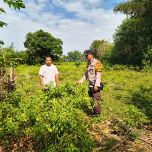 Dukung Ketahanan Pangan, Bhabinkamtibmas Desa Labangka Tinjau Kebun Cabai Warga Binaan