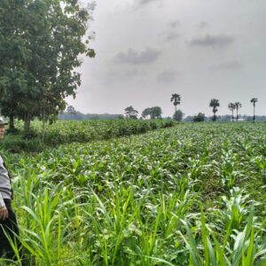 Polsek Plumpang Polres Tuban Turun Langsung Cek Tanaman Jagung Warga