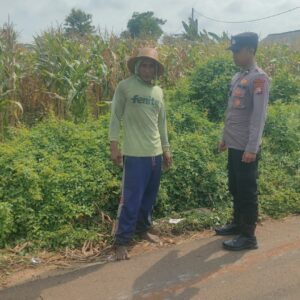 Polsek Tambakboyo Polres Tuban Turun Cek Tanaman jagung Warga di Desa Mander