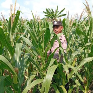 Polri Dukung Ketahanan Pangan Nasional, Polisi RW Polsek Kenduruan Polres Tuban Turun Langsung Cek Lahan Jagung Warga