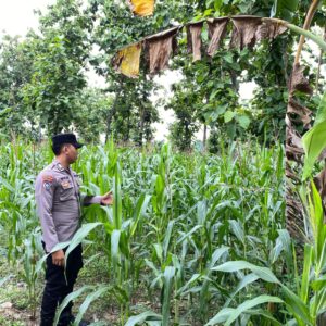 Bhabinkamtibmas Desa Kaligede Polsek Senori Polres Tuban Cek Tanaman Jagung Warga, Dukung Ketahanan Pangan