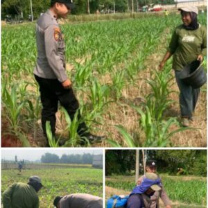 Polsek Soko polres Tuban Polda Jawa Timur Bergerak! Dukung Penuh Swasembada Pangan Presiden Prabowo Melalui Pendampingan Petani
