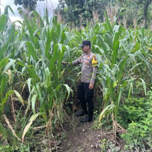 Dukung Swasembada Pangan, Polsek Bangilan Rutin Monitoring Lahan Pertanian