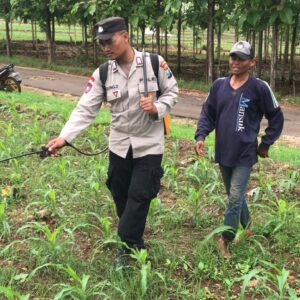 Polri Dukung Astacita, Polsek Merakurak Polres Tuban Turun Cek Tanaman Jagung Warga di Desa Temandang