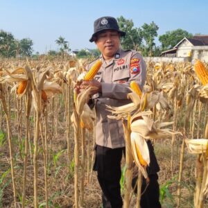 Anggota Polsek Bancar Polres Tuban Melaksanakan Panen Jagung Bersama Warga Desa Ngampelrejo