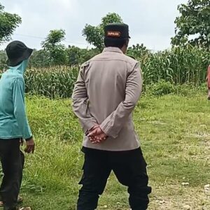 Polri Dukung Astacita, Polsek Semanding Polres Tuban Turun Cek Tanaman jagung milik Warga di Desa Semanding
