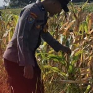 Bentuk Pendampingan Petani, Polsek Widang Monitoring Pertumbuhan Jagung