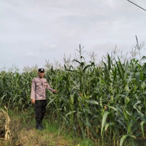 Polsek Plumpang Polres Tuban Turun Langsung Cek Tanaman Jagung Warga