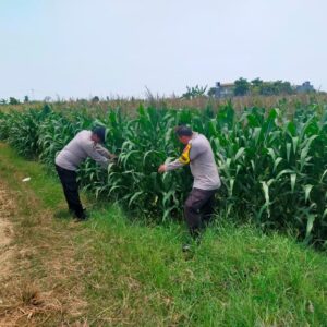 Bhabinkamtibmas Polsek Tuban Monitoring Lahan Jagung di Desa Kembangbilo, Dukung Program Ketahanan Pangan