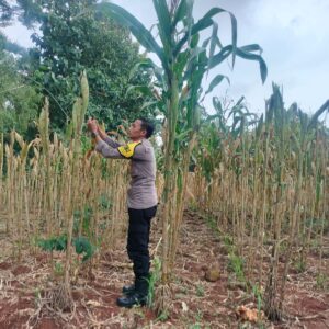 Polri Dukung Astacita, Polsek Palang Polres Tuban jagung milik Warga di Desa Dawung