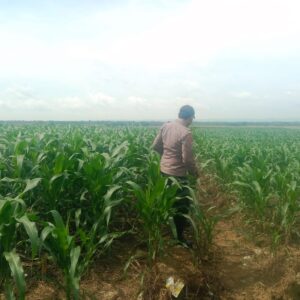 Polsek Singgahan Polres Tuban Turun Cek Tanaman jagung Warga di Desa Lajo Lor