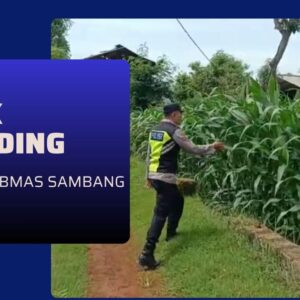 Polri Dukung Astacita, Polsek Semanding Polres Tuban Turun Cek Tanaman jagung milik Warga di Desa Kowang