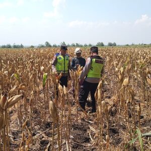 Polri Dukung Astacita, Polsek Rengel Polres Tuban Turun Cek Tanaman Jagung Warga di Desa Maibit