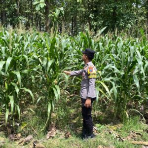 Polsek Senori Polres Tuban Melalui Anggota Bhabinkamtibmas Monitoring Tanaman Jagung Milik Warga Desa Wanglukulon Dukung Program Ketahanan Pangan