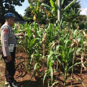 Polri Dukung Astacita, Polsek Merakurak Polres Tuban Turun Cek Tanaman Jagung Warga di Desa Temandang