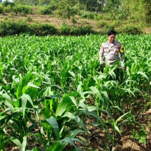 Polri Dukung Astacita, Polsek Grabagan Polres Tuban Turun Cek Tanaman jagung milik Warga di Desa Grabagan