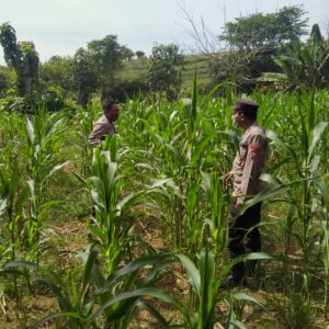 Polsek Plumpang Polres Tuban Turun Langsung Cek Tanaman Jagung Warga
