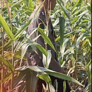 Polsek Widang Polres Tuban Pengecekan Tanaman Jagung Milik Warga