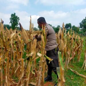 Polisi RW Polsek Tuban Monitoring Lahan Jagung di Kelurahan Perbon, Dukung Ketahanan Pangan Nasional