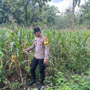 Personel Polsek Bangilan Laksanakan Monitoring Tanaman Jagung Dukung Ketahanan Pangan