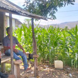 Dukung Ketahanan Pangan Nasional, Bhabinkamtibmas Polsek Manggelewa Pantau Lahan Jagung dan Edukasi Petani Manfaatkan Pekarangan