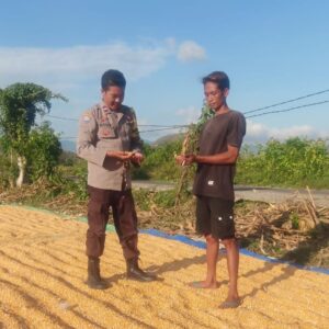 Dukung Ketahanan Pangan Nasional, Bhabinkamtibmas Polsek Hu’u Pantau Penjemuran Jagung Warga dan Dorong Penyaluran Hasil Panen ke Bulog